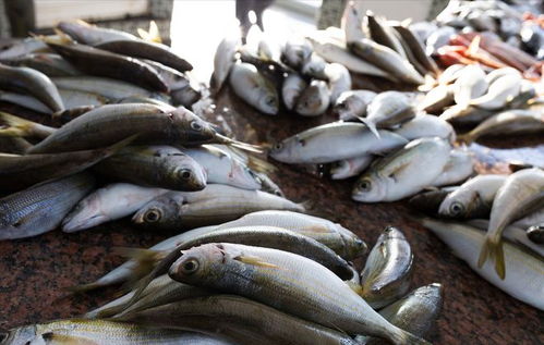 豬價(jià)重挫引發(fā)連鎖反應(yīng) 豬肉、雞蛋、魚(yú)價(jià)齊跌，農(nóng)產(chǎn)品市場(chǎng)迎來(lái)調(diào)整期