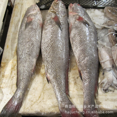 青島旺福魚(yú)鄉(xiāng) 廠家直銷(xiāo)批發(fā)，海產(chǎn)鰲魚(yú)品質(zhì)卓越