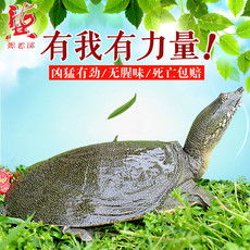 郵樂(lè)網(wǎng)水產(chǎn)品海鮮大全 實(shí)時(shí)報(bào)價(jià)、高清圖片與水產(chǎn)制品選購(gòu)指南